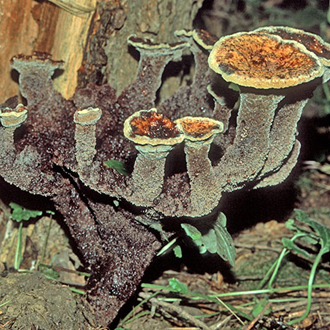 Phaeolus schweinitzii affects conifers