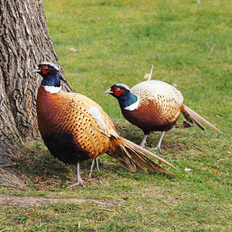 The maximum count of Pheasants (Phasianus colchicus) in the garden at one time is five