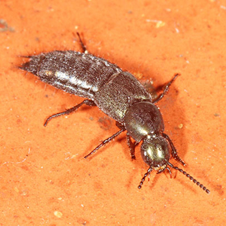 Rove beetle Philonthus laminatus