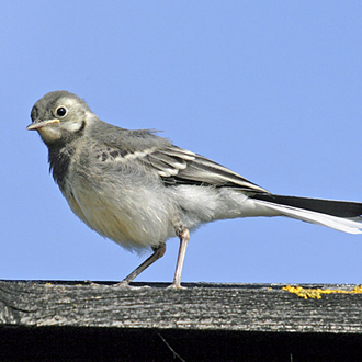 Pied Wagtail immature