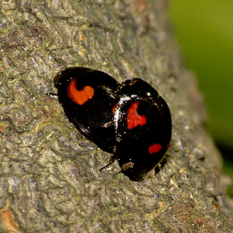 Mating Pine Ladybirds (Exochomus quadripustulatus) on Cherry Laurel