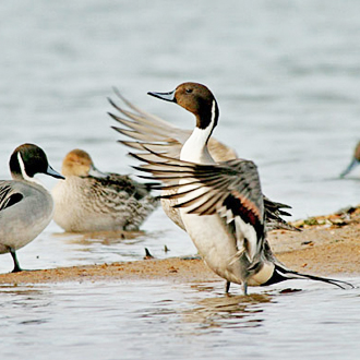 A wintering group of Pintail (Anas acuta) with male flapping wings