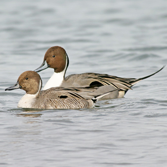 Pintails breed mainly in Finland and Russia