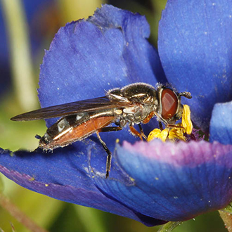 Platycheirus albimanus