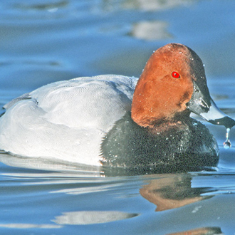 Pochard (Aythya ferina) male showing the dashing red eye