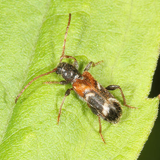 Nationally scarce White-banded Longhorn (Poecilium alni)