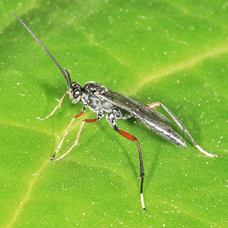 Polytribax perspicillator male