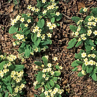 Primroses (Primula vulgaris) in a woodland glade