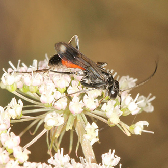 Priocnemis exaltata is the largest of the Priocnemis tribe