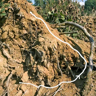 The Priocnemis exaltata rapidly covered a steep, difficult route to the burrow
