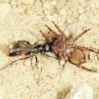 Priocnemis fennica with prey