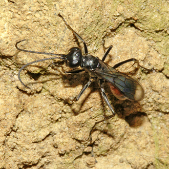 Priocnemis fennica female