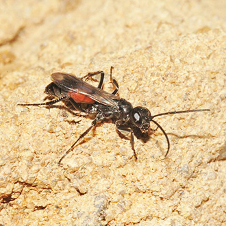Female Priocnemis pusilla