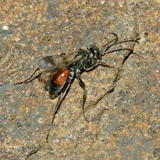 Priocnemis schioedtei female