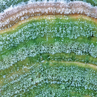 Pseudotrametes gibbosa under the influence of frost