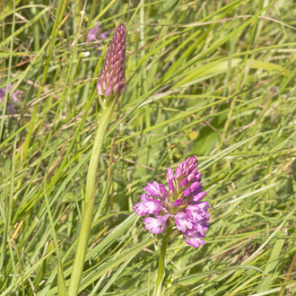 Pyramidal Orchids (Anacamptis pryamidalis)
