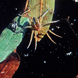 Raft Spider male, smaller and with more distinct markings than the female