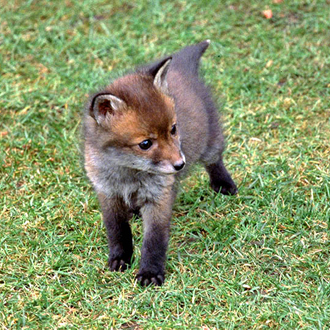 In the first few weeks cubs have darker fur than later on