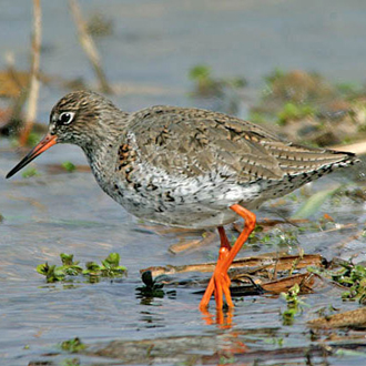 Redshanks (Tringa totanus) need little incentive to raise the alarm