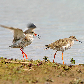 Courtship, with the female (right) seemingly ignoring the male