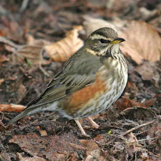 Redwing (Turdus iliacus) come across from Scandinavia in droves for winter food
