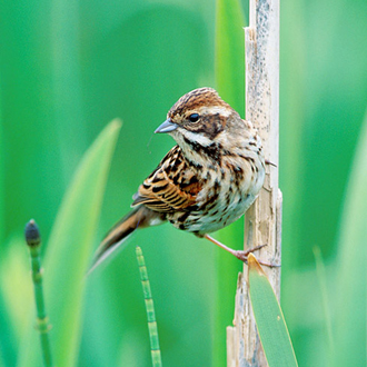 Reed Bunting (Emberiza schoeniclus) female in a characteristic pose