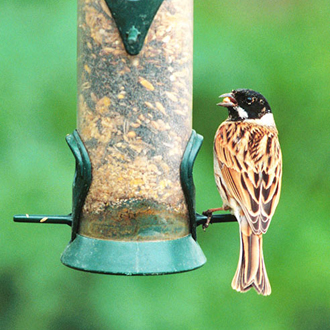 Reed Bunting male making good use of a seed feeder
