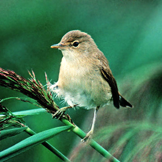 A Reed Warbler (Acrocephalus scirpaceus) in its natural habitat
