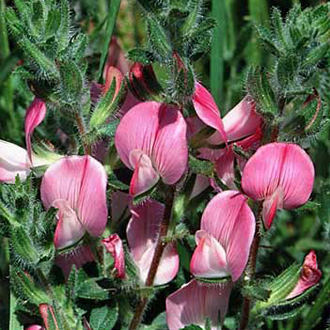 Rest-harrow (Ononis repens) is at its best on the coast