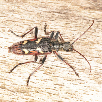 Rhagium bifasciatum is a longhorn beetle that breeds in dead wood