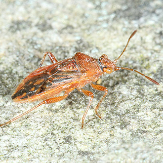 Rhopalus parumpunctaus is locally distributed on heathland and dry sandy habitats