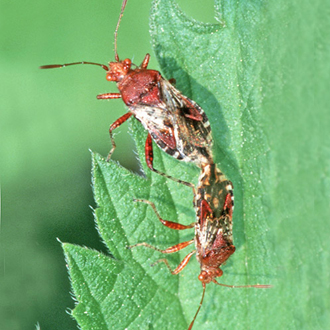 Mating shieldbugs Rhopalus subrufus