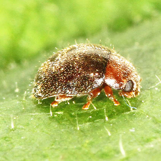 The Australian ladybird Rhyzobius lophanthae, which is spreading across southern England