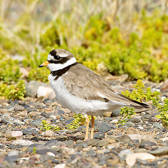 Ringed Plovers (Charadrius hiaticula) can have three broods
