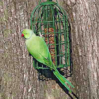 The Rose-ringed Parakeet (Psittacula krameri) has astonishingly rich plumage