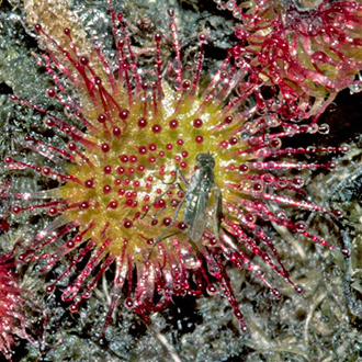 Round-leaved Sundew (Drosera rotundifolia)