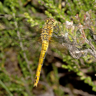Female Ruddy Darter (Sympetrum sanguineum)