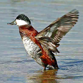 Male Ruddy Duck (Oxyura jamaicensis), a non-native set for culling