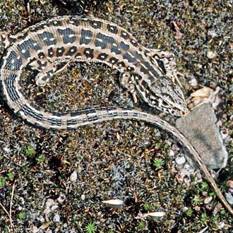 Sand Lizard (Lacerta agilis) female basking