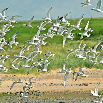 Sandwich Terns (Sterna sandvicensis) have enjoyed a comeback