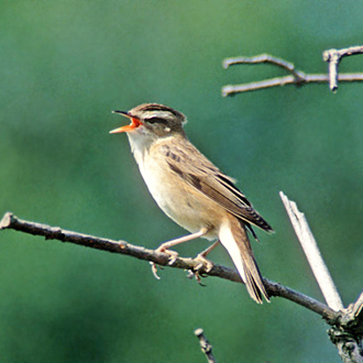 Male Sedge Warbler (Acrocephalus schoenobaenus) singing his heart out