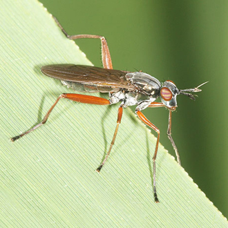 Sepedon sphegea, a snail-killing fly