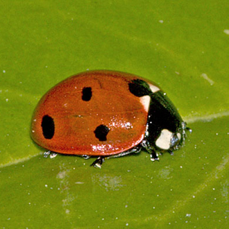 The Seven-spotted Ladybird (Coccinella septempunctata) is one of the largest