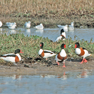 Shelducks (Tadorna tadorna) are gregarious for most of the year