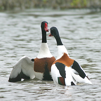 In the breeding season, confrontations are frequent