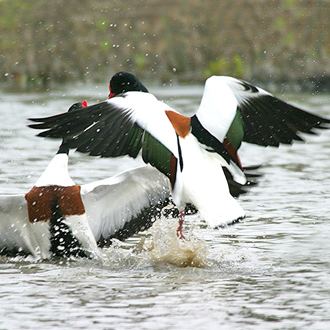 Shelduck fights are not that common - flight is more usual