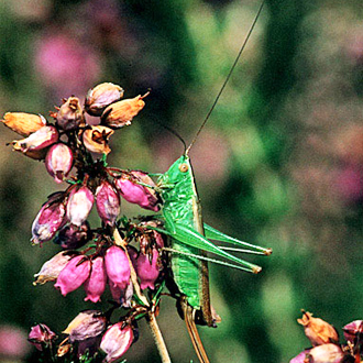 Short-winged Conehead (Conocephalus discolor) on Heather