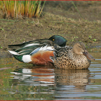 Shoveler (Anas clypeata) pair at rest but alert