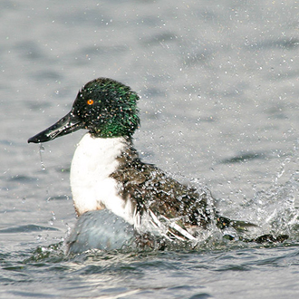 Male Shoveler creating a stir when bathing