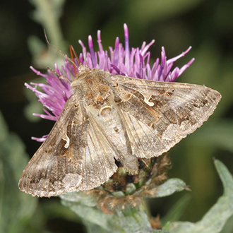 Silver-Y (Autographa gamma) moths migrate to Britain in considerable numbers